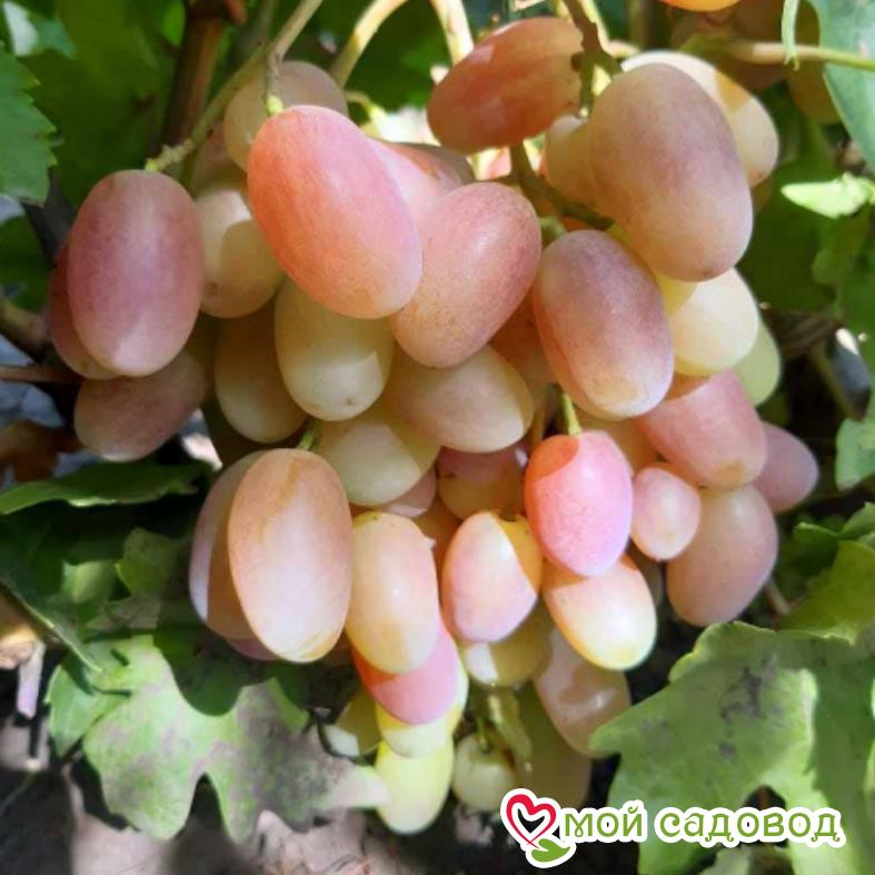 Виноград Преображение