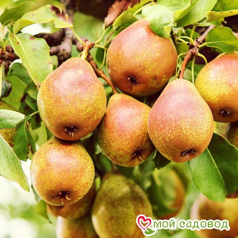 Груша Таёжная